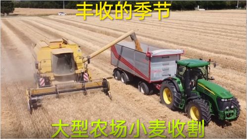 丰收季里的金色交响 大型农场小麦收割的机械化革命